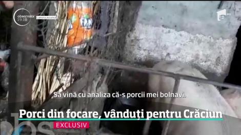 Cu o lună înaintea Crăciunului, unii crescători de porci încalcă legea pentru profit