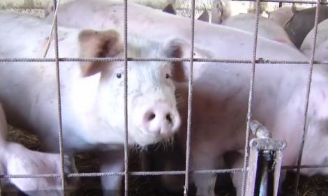 Autoritățile sunt în alertă! Porci din gospodării în care s-a găsit pestă porcină, scoși la vânzare pentru Crăciun