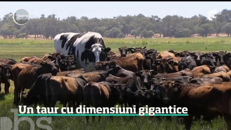 Un taur din Australia a scăpat de abator doar datorită dimensiunilor sale nemaiîntâlnite