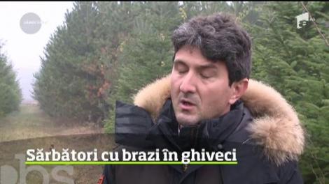 Brad natural sau artificial? Este dilema multor români în preajma sărbătorilor de iarnă