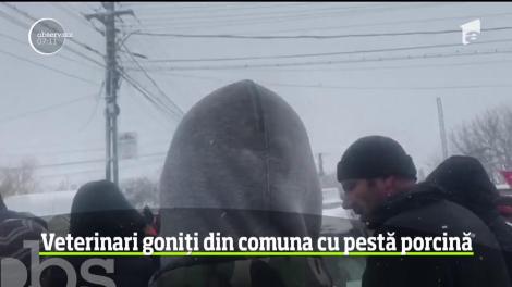 Situaţie fără precendent într-o comună din judeţul Olt, afectată de pesta porcină