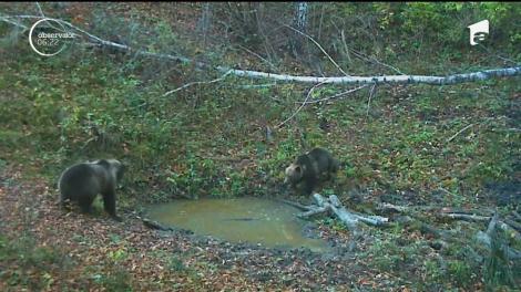 Imagini inedite au fost surprinse pe camerele de monitorizare din Parcul Natural Grădiştea Muncelului din Hunedoara