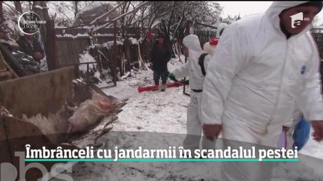 Ca la război pe ulițele unui sat din Olt, după ce s-a descoperit pesta porcină! Jandarmii și medicii veterinari au venit să ucidă porcii din gospodării