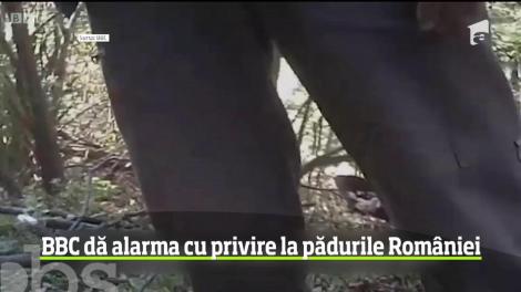 Unele din marile păduri ale României sunt, pur şi simplu, pe cale de dispariţie din cauza tăierilor ilegale