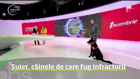 Şuier, câinele care pune infractorii pe fugă! Şi-a demonstrat abilităţile în platoul de la Observator
