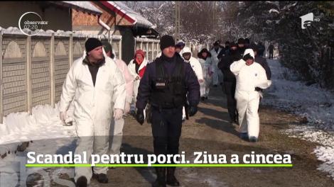 Scandalul din cauza peste porcine continuă în comuna Rusăneşti