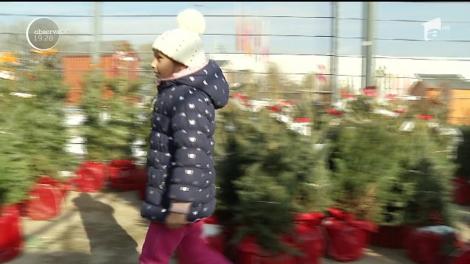 A început goana după brazi