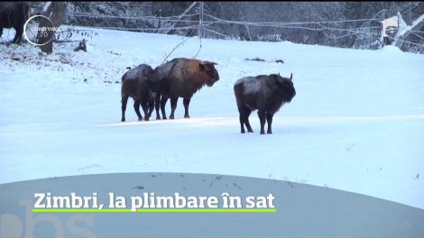 Musafiri pe cât de neaşteptaţi, pe atât de prietenoşi la o pensiune din Neamţ
