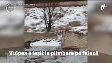 Imagini incredibile au fost surprinse pe faleza din Eforie Sud!