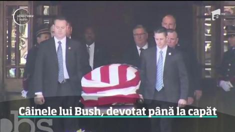 O fotografie emoţionantă, surprinsă lângă sicriul fostului preşedinte George Bush, face înconjurul lumii. Câinele său pare că-şi plânge stăpânul