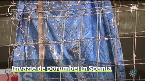 Eforturi intense într-un oraş din Spania pentru a scăpa de invazia de porumbei cu care se confruntă