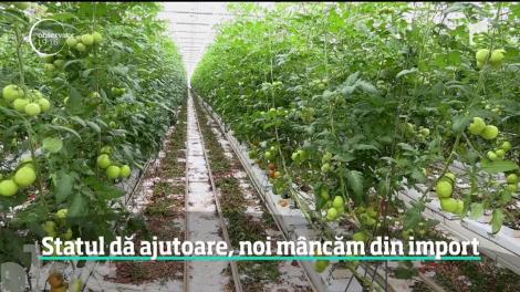Ministerul Agriculturii dă ajutoare pentru producţia de roşii din sere, noi mâncăm tot din import