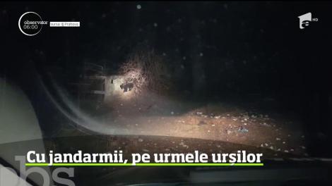 Intervenţie mai puţin obişnuită pentru jandarmii din Prahova, care au fost chemaţi pe o stradă din Buşteni să alunge o ursoaică