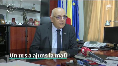 Un urs a ajuns până lângă un mall din Braşov. Un bărbat a fost filmat când ataca animalul cu o țeavă!