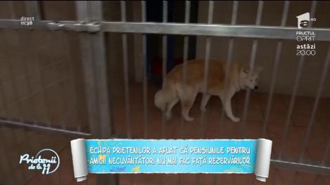 Cum alegi pensiunea potrivita pentru animalul tău de companie