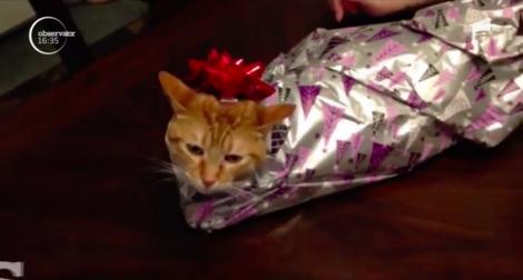Cea mai nouă fiță în materie de cadouri de Crăciun? Împachetatul pisicii! Imaginile au luat cu asalt mediul virtual