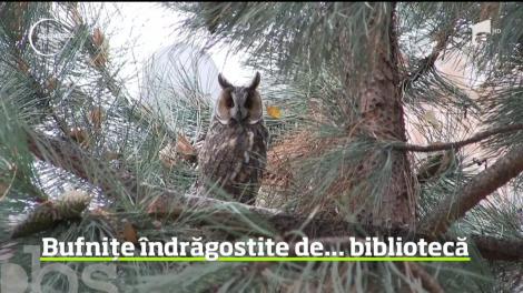 Bufnițe îndrăgostite de bibliotecă