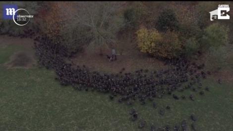 Mii de curcani, ghidați de doi câini