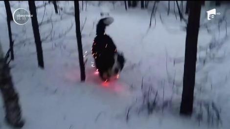 Câini îmbrăcați în luminițe de Crăciun