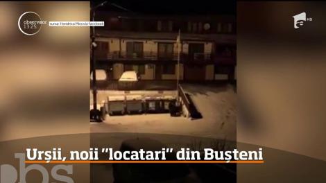 Iarna scoate urşii din pădure şi îi mână spre oraș