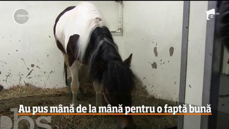 Petrecere de strângere de fonduri pentru un cal cu problemele