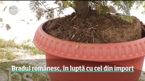 Magazinele din România sunt invadate de brazi de import