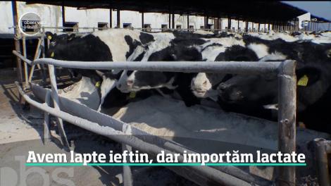 România are cel mai ieftin lapte crud din Uniunea Europeană şi totuşi importăm brânzeturi mai mult ca niciodată