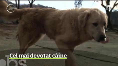 Dacă s-ar oferi un premiu pentru "cel mai loial prieten", cu siguranţă acesta ar fi câştigat de un câine din California