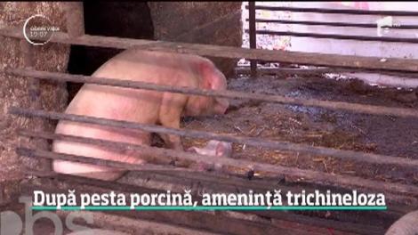 În plină epidemie de pestă porcină, un alt pericol pândeşte. Carne infestată cu trichineloză