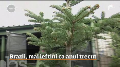 Comercianţii de brazi din Iaşi nu vor să mai repete greşeala pe care au făcut-o anul trecut! Aşa că sunt dispuşi să negocieze oricât cu clientul