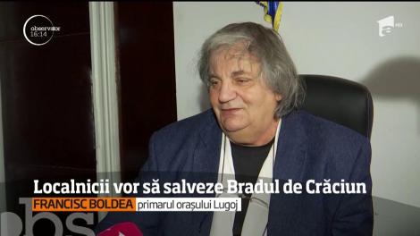 Bradul de Crăciun amplasat în centrul Lugojului pare urmărit de ghinion