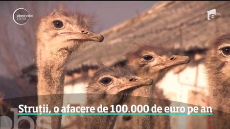 Carnea de struţ e afacere de sărbători. Comenzile cresc, deşi un kilogram depăşeşte 100 de lei