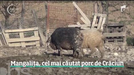 E bătaie pe produsele din porcul din rasa Mangaliţa. Cât costă delicatesele şi ce proprietăţi au