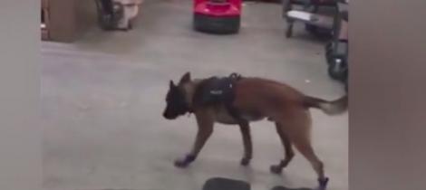 Câinele poliţist încălţat cu botoşei!