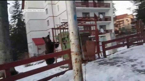 Nu e seară în care urşii să nu-şi facă apariţia prin staţiunile de la munte