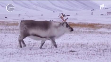 Ajutoarele lui Moş Crăciun sunt în pericol de dispariţie! Populaţia de reni, căci despre ea vorbim, a scăzut la mai puţin de jumătate