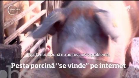 Pesta porcină africană "se vinde" fără probleme pe Internet