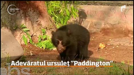 Ursuleţul Paddington, cel pe care îl ştiţi din vestitul film de animaţie chiar există!