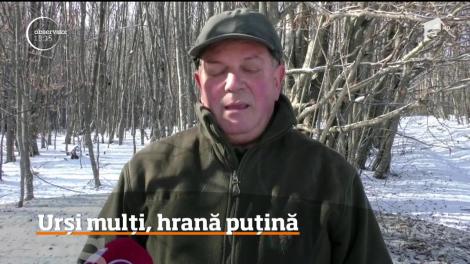 Specialiştii avertizează: condiţiile climatice au schimbat comportamentul urşilor