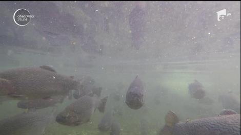 Păstrăvul afumat în cetină de brad, nelipsit de pe mesele multor români, de sărbători