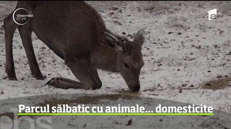În inima Carpaţilor Orientali, într-un loc de basm, se găseşte unul dintre cele mai frumoase parcuri din România, cu sute de animele sălbatice