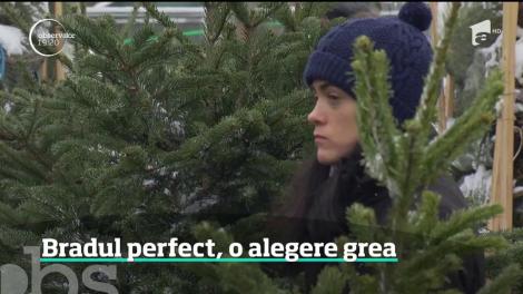 Bradul perfect, o alegerea grea pentru toți românii