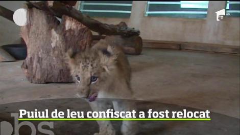 Puiul de leu confiscat acum câteva luni de la nişte tineri care voiau să-l vândă într-o parcare şi-a găsit, într-un final, locul potrivit