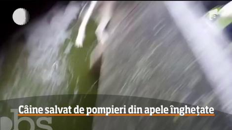 Intervenţie emoţionantă în judeţul Tulcea. Cinci pompieri au salvat în ultimul moment un câine care căzuse într-un lac