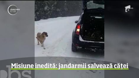Gest minunat făcut de jandarmeria montană din Rânca! 6 cățeluși au fost salvați de la moarte sigură într-un mod inedit