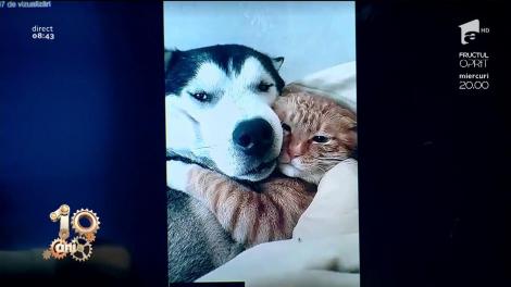 Smiley News. Un câine și o pisică stau îmbrățișați