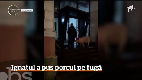 Imagini neobişnuite în centrul oraşului Râşnov. Cu două zile înainte de Ignat, un porc a ţinut să fie vedetă mai devreme