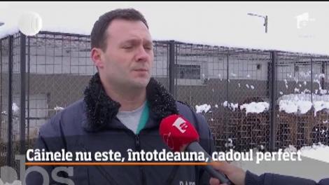 C&acirc;inele nu este, &icirc;ntotdeauna, cadoul perfect