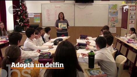 Orice român poate să adopte un delfin, la Constanța! Iată în ce condiții!