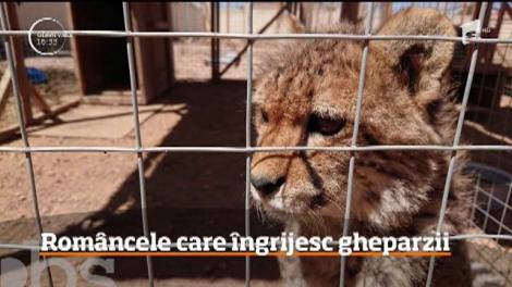 Româncele care îngrijesc gheparzii